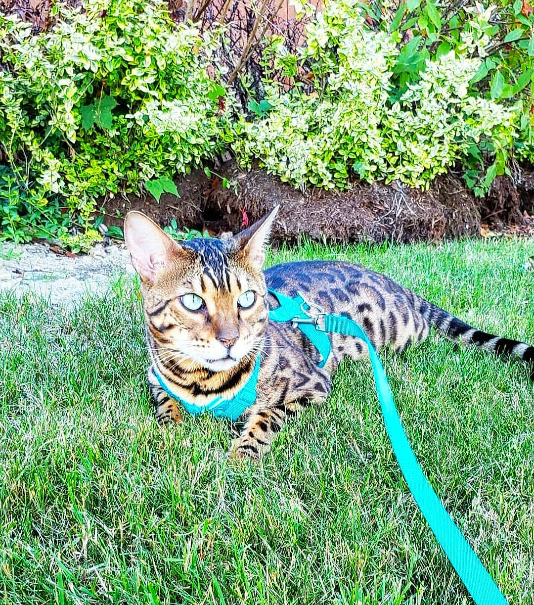 Binx joined the competition — help win amazing prizes! carnivore, cat, domestic_short_haired_cat, eye, fawn, felidae, fur, grass, groundcover, lawn, leaf, plant, shrub, small_to_medium_sized_cats, snout, tail, terrestrial_animal, tree, vegetation, whiskers