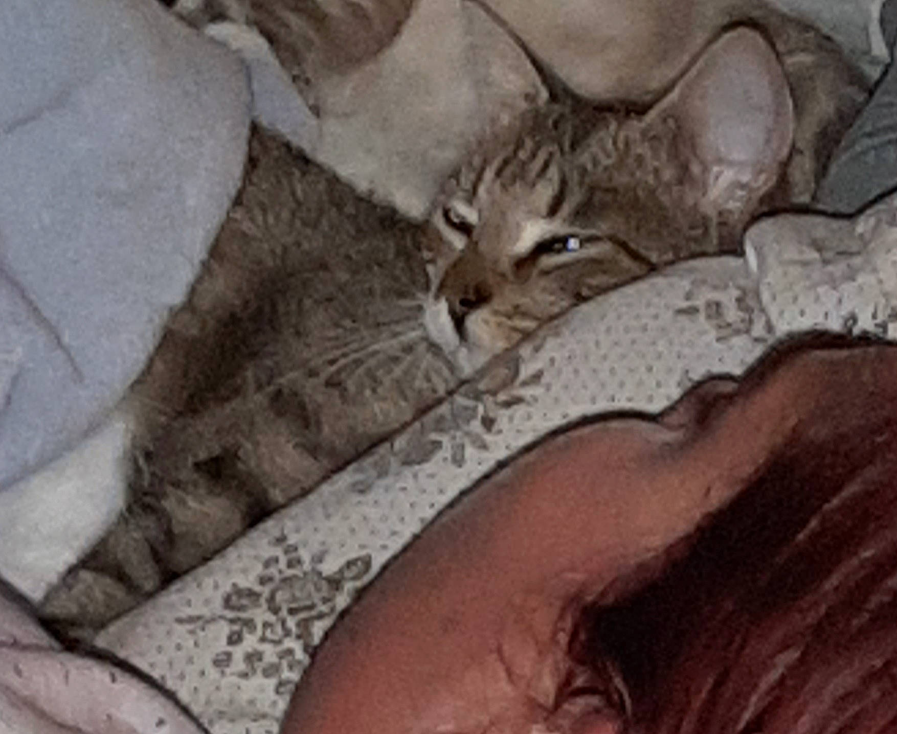 Arsouille participe au concours pour gagner de l'argent avec cette photo : asian, carnivore, cat, chausie, domestic_short_haired_cat, european_shorthair, felidae, kitten, mammal, organism, pixie_bob, small_to_medium_sized_cats, snout, tabby_cat, vertebrate, whiskers, wildlife