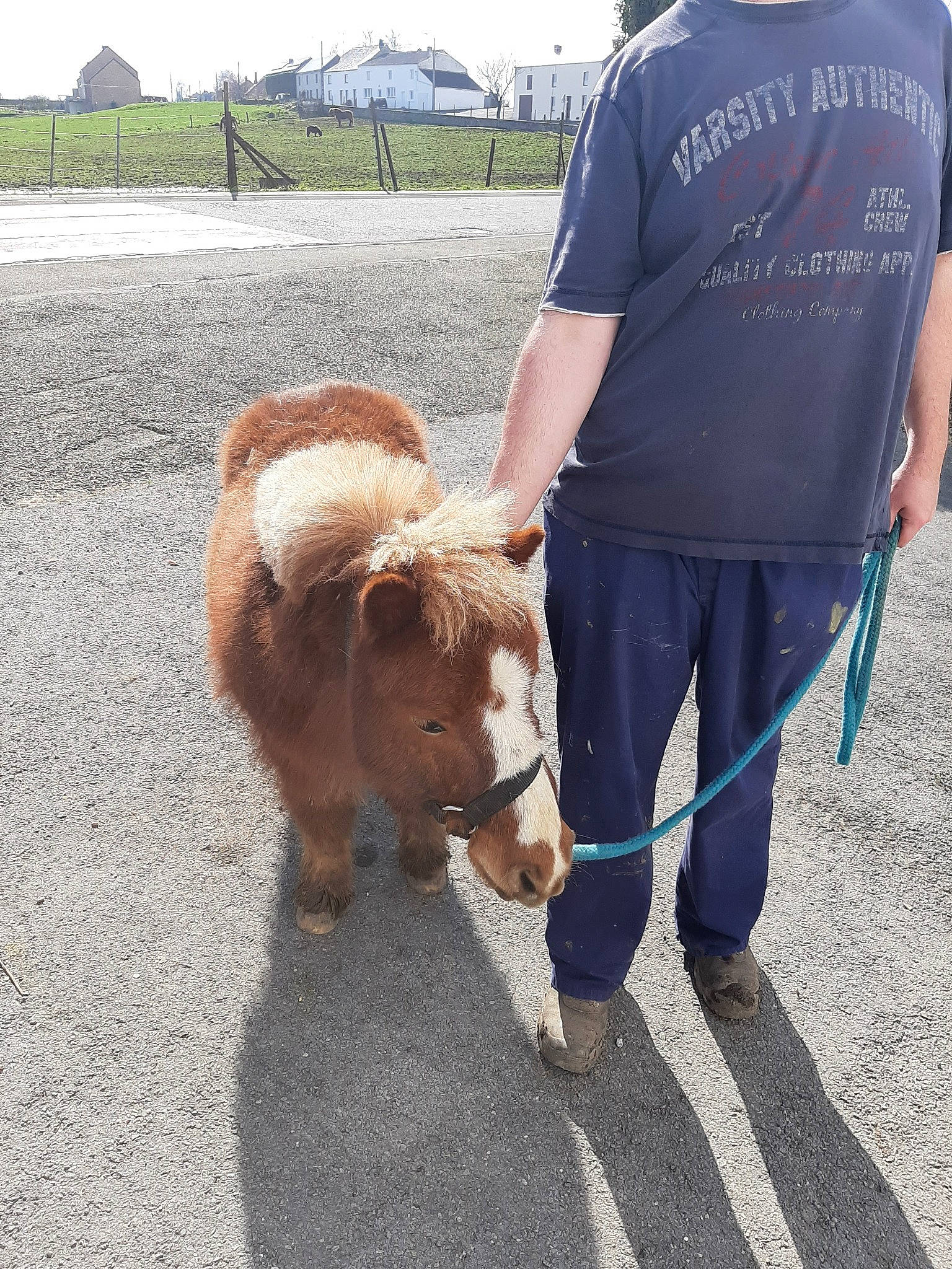 Joy a rejoint le concours — aidez-le/la à gagner de superbes lots ! canidae, carnivore, companion_dog, dog, dog_breed, dog_walking, fawn, horse, leash, mammal, pony, shetland_pony, snout, sporting_group, vertebrate
