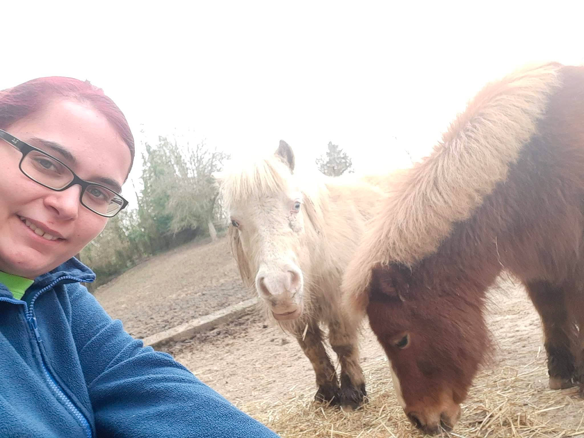 Bianca participe au concours pour gagner de l'argent avec cette photo : burro, horse, livestock, mammal, mane, mare, nose, pack_animal, pony, shetland_pony, snout, vertebrate, working_animal