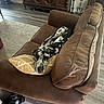 Otto is registered to the contest to win money with this photo: dog, couch, pillow, brown_leather, living_room, wooden_floor, antique_furniture, decor, resting, spotted_dog, domestic_animal, pet, relaxed, indoors, flooring, carpet, chair, pillows, home, furniture