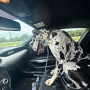 Otto is registered to the contest to win money with this photo: dog, great_dane, car_interior, passenger_seat, tongue_out, spotted_dog, leash, window, dashboard, rearview_mirror, greenery, cloudy_sky, seat, bottle, messy, vehicle, road_trip, pet, animal, daytime