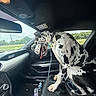 dog, great_dane, car_interior, passenger_seat, tongue_out, spotted_dog, leash, window, dashboard, rearview_mirror, greenery, cloudy_sky, seat, bottle, messy, vehicle, road_trip, pet, animal, daytime