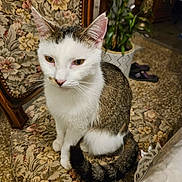 Précieuse a rejoint le concours — aidez-le/la à gagner de superbes lots ! cat, animal, pet, feline, chair, floral_pattern, indoor, plant, potted_plant, carpet, slippers, furniture, white_fur, brown_fur, tail, whiskers, ears, eyes, sitting, calm