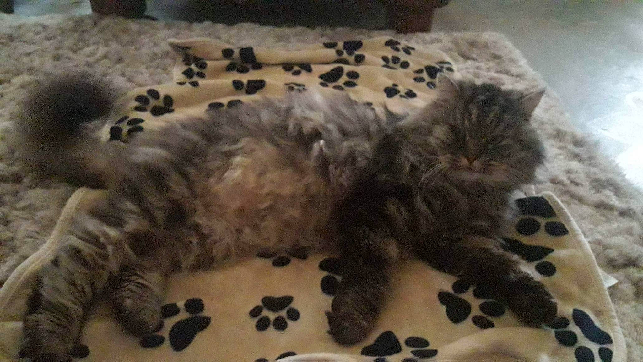 Mistigri a rejoint le concours — aidez-le/la à gagner de superbes lots ! british_longhair, carnivore, cat, cat_bed, cat_supply, claw, comfort, domestic_short_haired_cat, fawn, felidae, fur, nap, pattern, paw, small_to_medium_sized_cats, snout, tail, terrestrial_animal, toy, whiskers