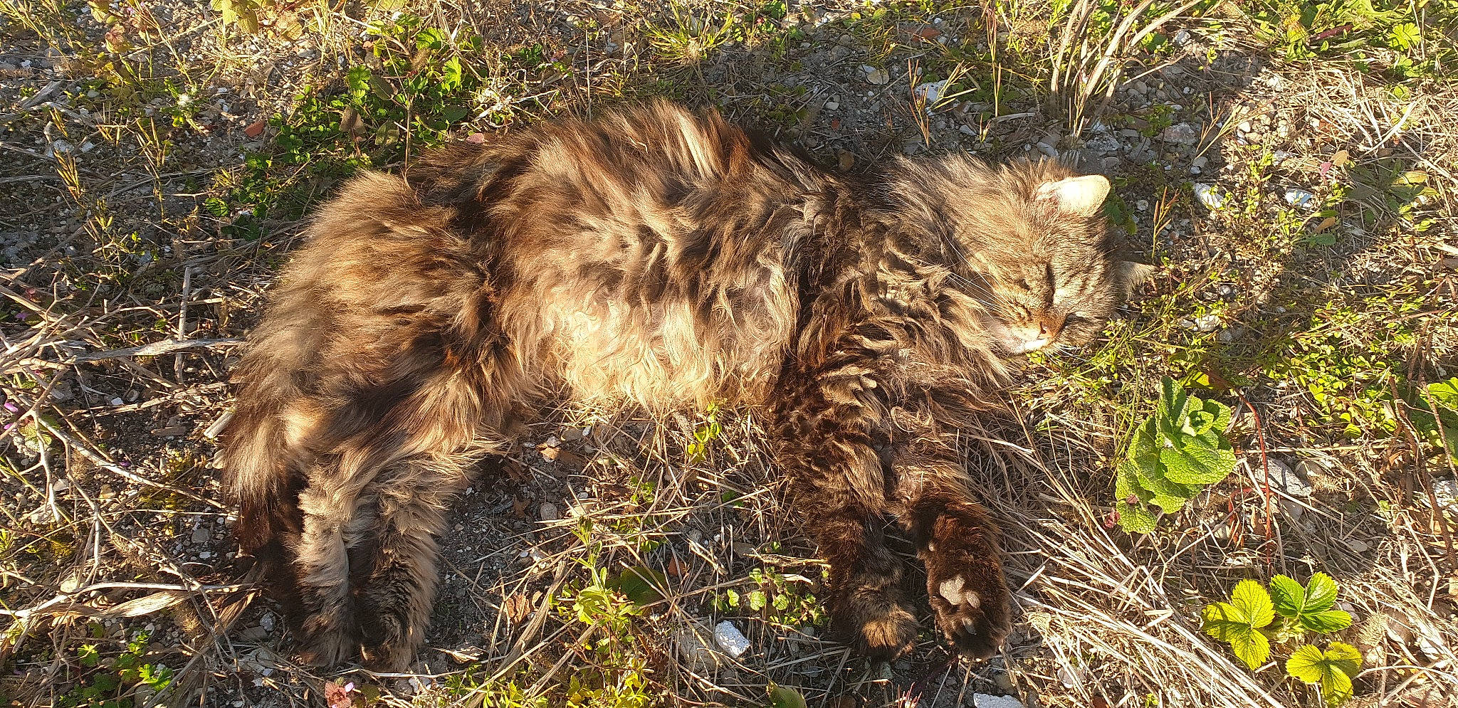 Mistigri a rejoint le concours — aidez-le/la à gagner de superbes lots ! carnivore, cat, domestic_short_haired_cat, fawn, felidae, fur, grass, maine_coon, norwegian_forest_cat, plant, small_to_medium_sized_cats, snout, soil, tail, terrestrial_animal, trunk, vertebrate, whiskers, wildlife