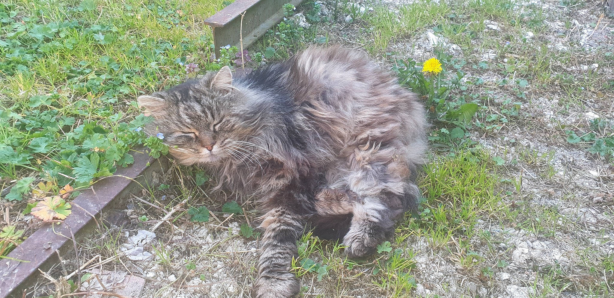 Mistigri participe au concours pour gagner de l'argent avec cette photo : british_longhair, carnivore, cat, claw, domestic_short_haired_cat, felidae, fur, grass, groundcover, liver, maine_coon, paw, plant, small_to_medium_sized_cats, snout, soil, tail, terrestrial_animal, whiskers, wildlife