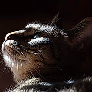 Marco joined the competition — help win amazing prizes! cat, close_up, profile, whiskers, fur, animal, pet, domestic_cat, looking_up, dark_background, lighting, shadow, ears, nose, muzzle, portrait, feline, cute, nature, indoor