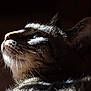 cat, close_up, profile, whiskers, fur, animal, pet, domestic_cat, looking_up, dark_background, lighting, shadow, ears, nose, muzzle, portrait, feline, cute, nature, indoor