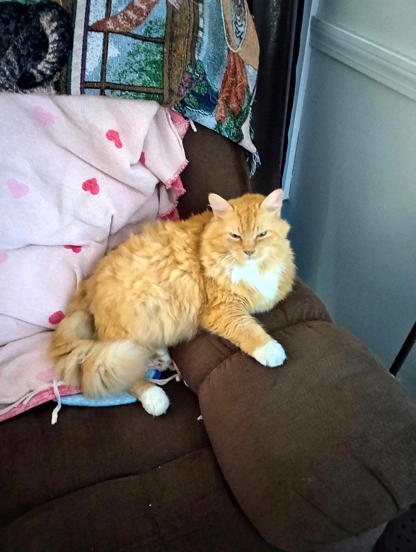 Kitt is registered to the contest to win money with this photo: cat, orange_cat, white_paws, fluffy_fur, couch, blanket, heart_pattern, tapestry, indoor, resting, pet, feline, cozy, home, relaxed, soft_fur, domestic_animal, comfortable, furniture, animal