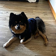 Bear is registered to the contest to win money with this photo: dog, pomeranian, pet, hoodie, clothing, wooden_floor, floor, indoor, bedroom, bed, furniture, black_fur, brown_fur, paws, ears, eyes, face, muzzle, lying_down, cute
