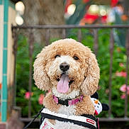 Lulu joined the competition — help win amazing prizes! dog, curly_fur, pink_collar, festive_sweater, christmas_pattern, tongue_out, happy, outdoor, greenery, flowers, blurred_background, leash, pet, canine, cute, smiling, portrait, fluffy, animal, holiday