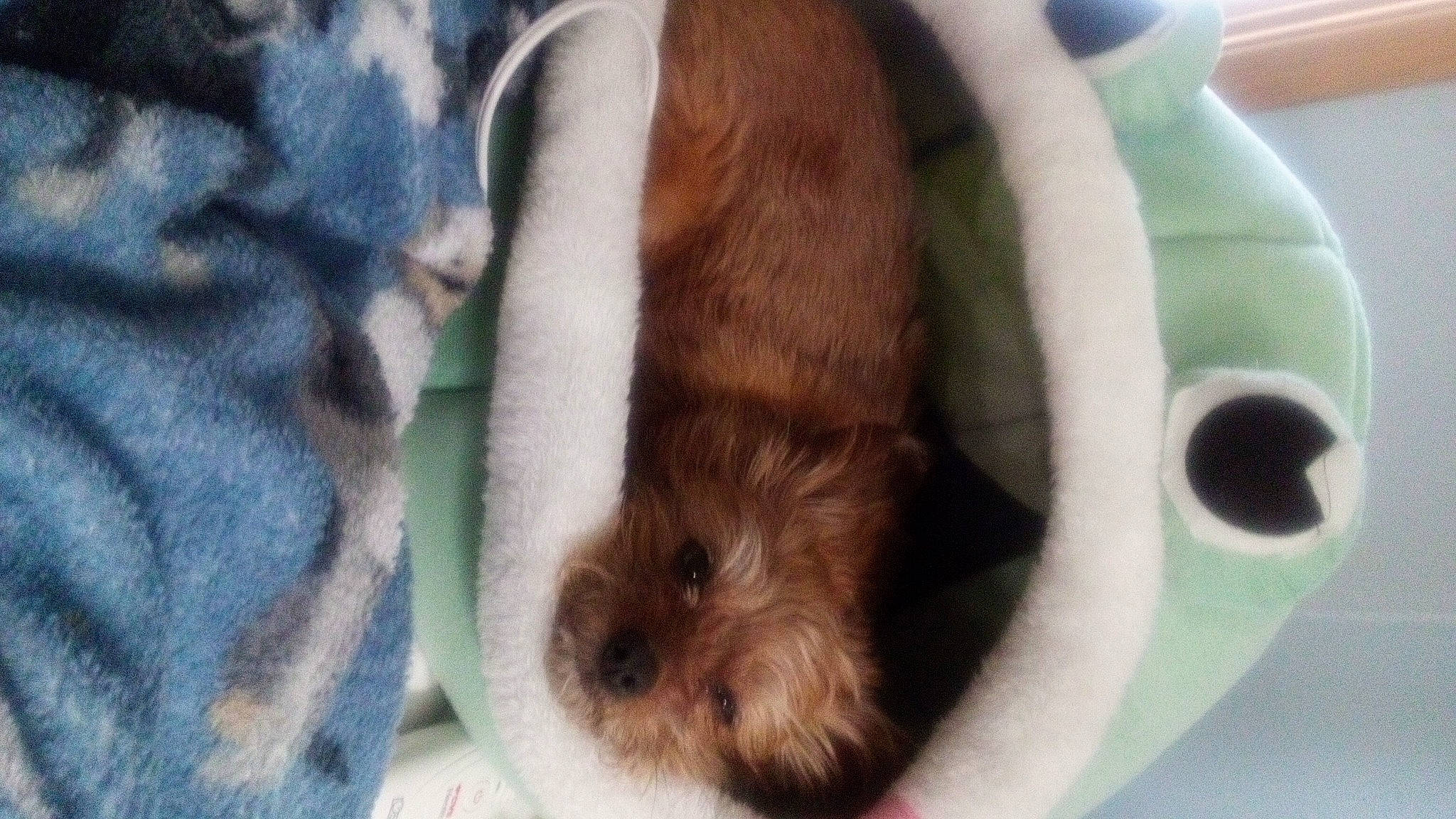 Pennielee is registered to the contest to win money with this photo: canidae, carnivore, comfort, companion_dog, dog, dog_bed, dog_breed, dog_supply, fawn, fur, liver, pet_supply, rodent, snout, sporting_group, terrestrial_animal, toy, toy_dog, whiskers, working_animal