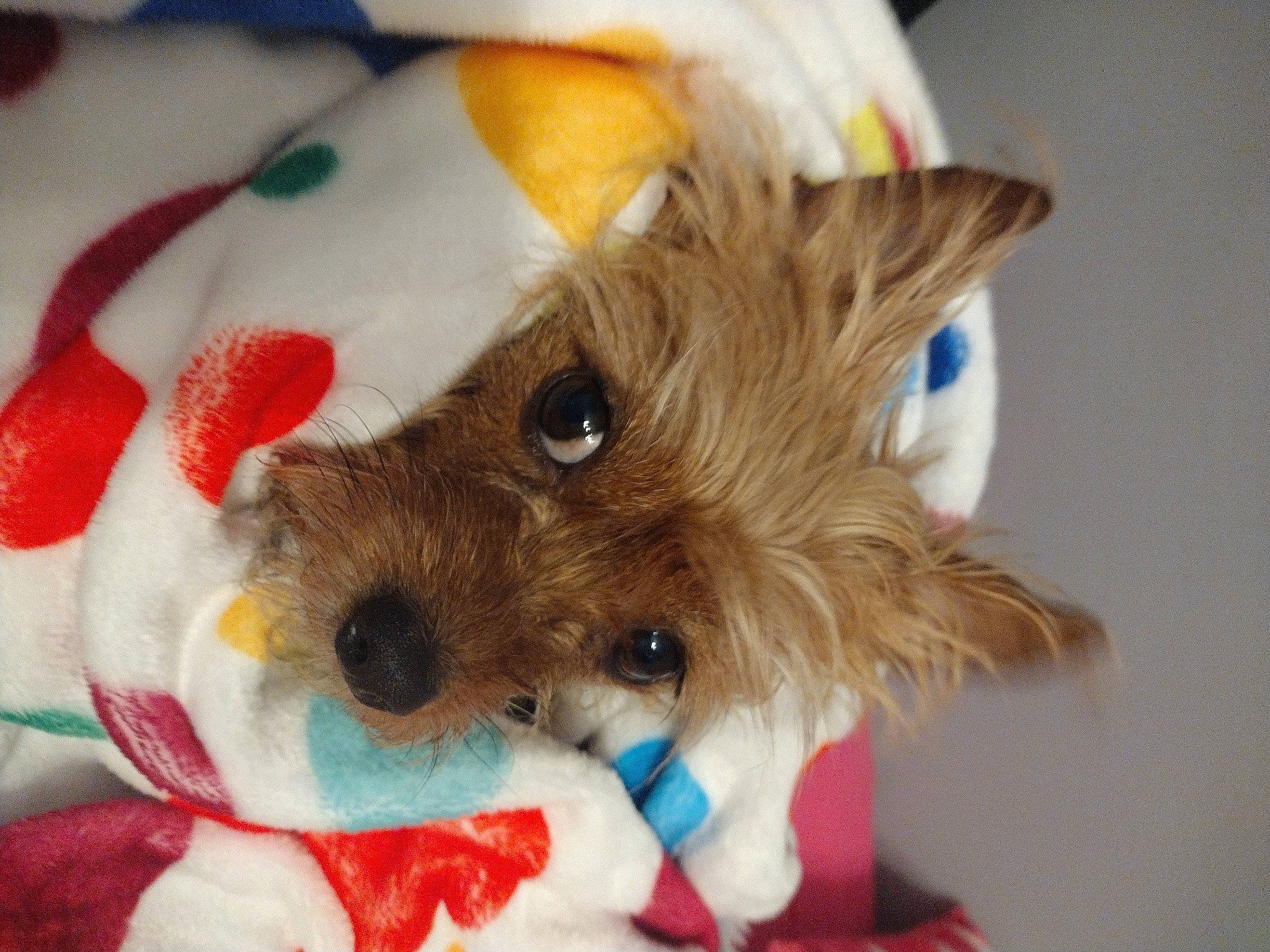 Pennielee is registered to the contest to win money with this photo: canidae, carnivore, companion_dog, dog, dog_breed, dog_clothes, dog_supply, event, fashion_accessory, fawn, fur, paw, puppy, snout, sporting_group, stuffed_toy, toy, toy_dog, whiskers, working_animal