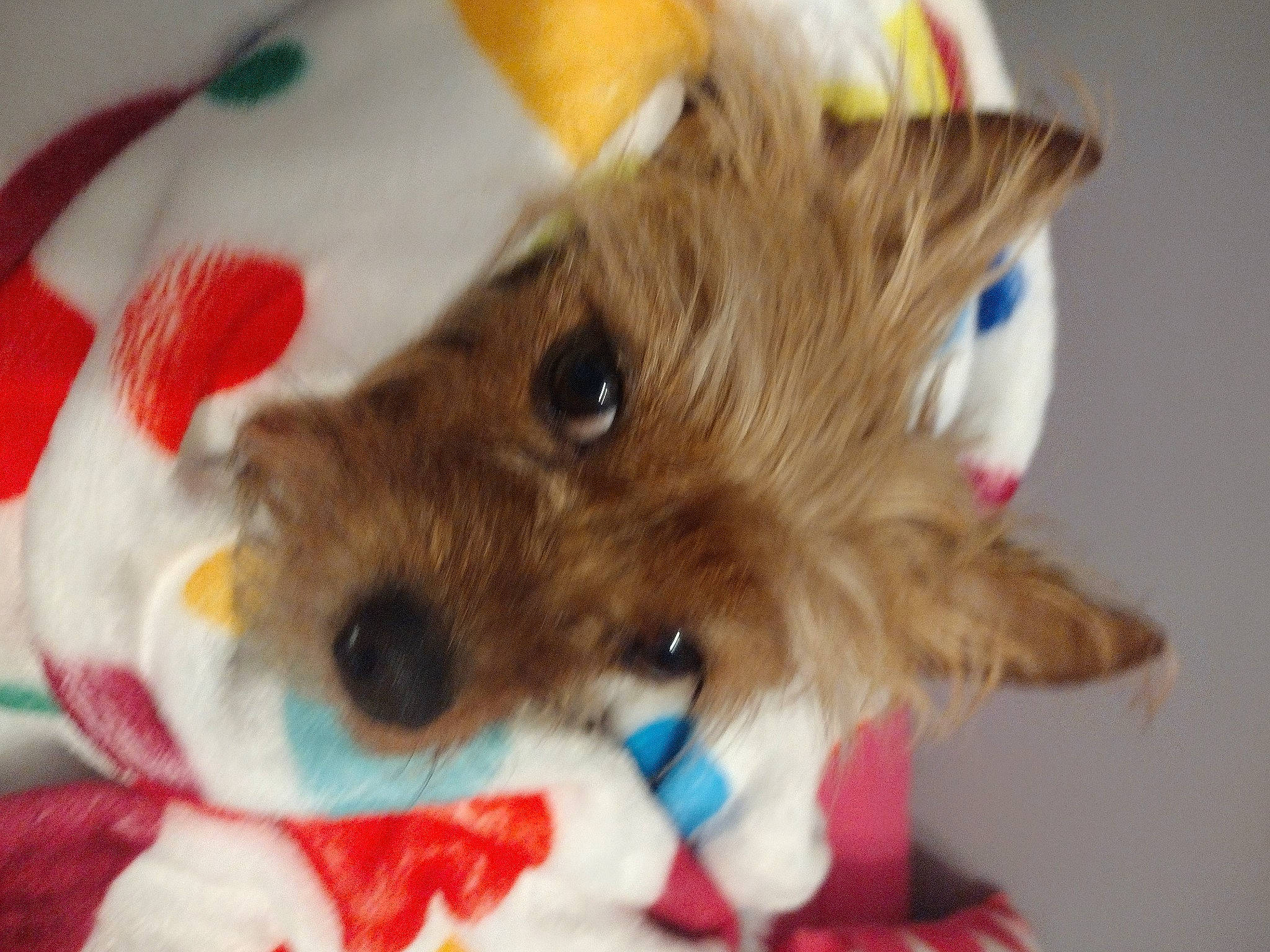 Pennielee joined the competition — help win amazing prizes! canidae, carnivore, companion_dog, dog, dog_breed, dog_clothes, dog_supply, fashion_accessory, fawn, fur, liver, paw, pet_supply, puppy, sporting_group, toy, toy_dog, whiskers, working_animal, yorkshire_terrier