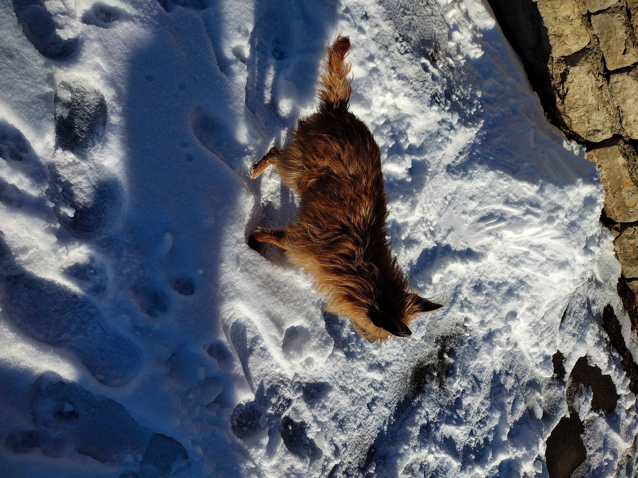Pennielee is registered to the contest to win money with this photo: beak, bedrock, bird, bird_of_prey, feather, freezing, fur, geological_phenomenon, ice_cap, rock, shadow, sky, slope, snow, sunlight, tail, wave, wing, winter, wood