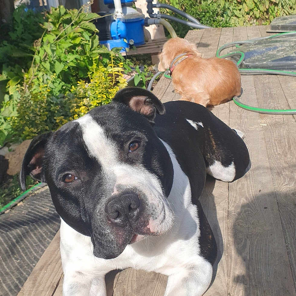 Shadow a rejoint le concours — aidez-le/la à gagner de superbes lots ! animal, backyard, black_and_white_dog, canine, collar, daytime, dog, fur, garden, grass, leisure, nature, outdoor, pets, plants, portrait, relaxing, sunlight, tan_dog, wooden_deck