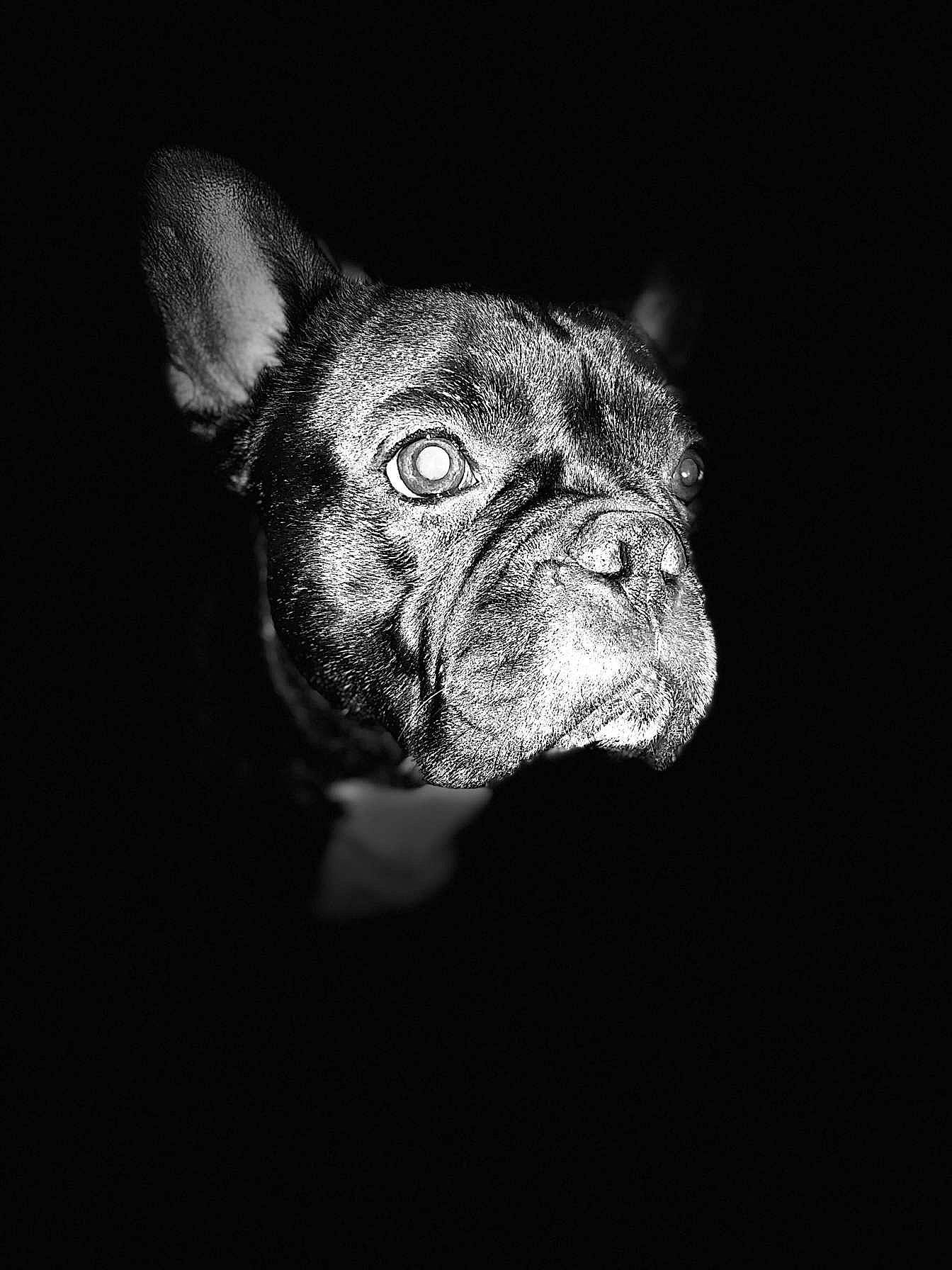 Djack participe au concours pour gagner de l'argent avec cette photo : black, black_and_white, boston_terrier, bulldog, canidae, carnivore, companion_dog, dog, dog_breed, ear, eye, fawn, french_bulldog, mammal, monochrome, non_sporting_group, olde_english_bulldogge, photography, snout, whiskers