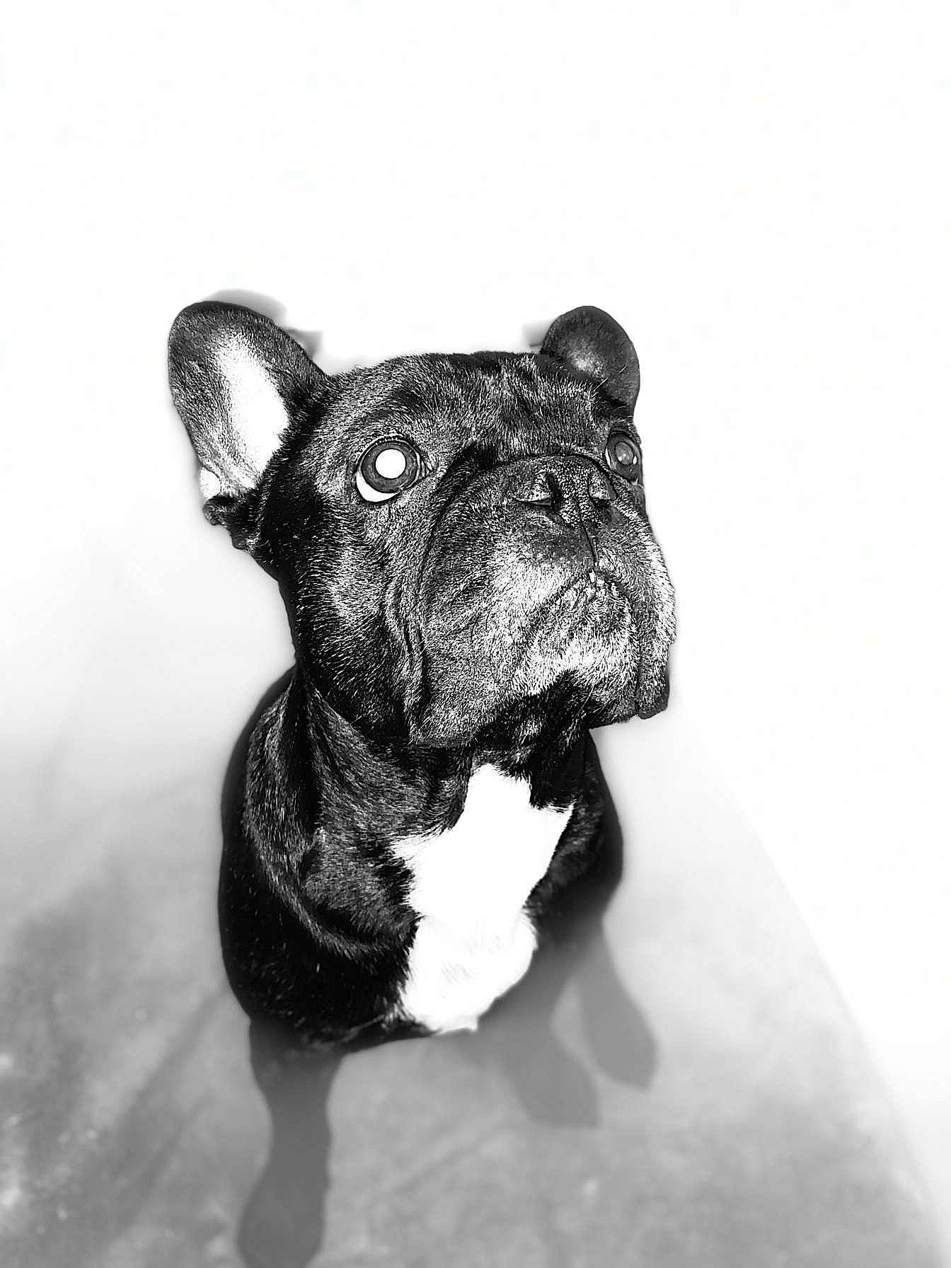 Djack a rejoint le concours — aidez-le/la à gagner de superbes lots ! black_and_white, bulldog, canidae, carnivore, companion_dog, dog, dog_breed, fawn, french_bulldog, mammal, molosser, non_sporting_group, old_english_bulldog, olde_english_bulldogge, puppy, snout, toy_bulldog