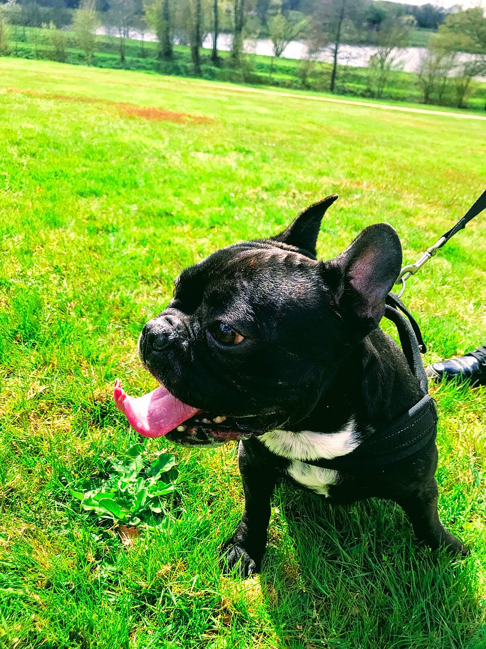 Djack participe au concours pour gagner de l'argent avec cette photo : bulldog, canidae, carnivore, companion_dog, dog, dog_breed, dog_collar, fawn, french_bulldog, grass, mammal, molosser, non_sporting_group, olde_english_bulldogge, plant, rare_breed_dog, snout, sporting_group, toy_bulldog, vertebrate