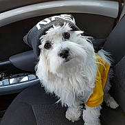 Gamin participe au concours pour gagner de l'argent avec cette photo : adorable, animal, beanie, canine, car_interior, car_seat, curious, cute, dog, fluffy, furry, hat, indoors, looking_up, pet, portrait, seat, small_dog, white_dog, yellow_sweater