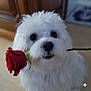 Gamin a rejoint le concours — aidez-le/la à gagner de superbes lots ! adorable, animal, closeup, cute, dog, flower, fluffy, fur, gift, indoor, love, mouth, nose, pet, portrait, romantic, rose, soft_focus, valentine, white_dog