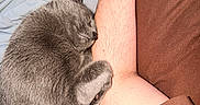 Oskar joined the competition — help win amazing prizes! cat, gray_cat, sleeping, curled_up, pet, animal, furry, fluffy, snuggling, arm, person, couch, blanket, home, indoors, cozy, relaxed, nap, closeup, portrait