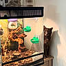 cat, gray_cat, pet, animal, terrarium, reptile_habitat, glass_tank, driftwood, plants, substrate, heat_lamp, feeding_bowls, green_decoration, indoor, home, furniture, sitting, peeking, wide_eyes, portrait