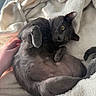 cat, gray_cat, pet, animal, belly_up, lying_down, relaxed, playful, golden_eyes, short_hair, whiskers, ears, tail, belly, paws, blanket, fluffy, bed, indoor, cozy