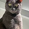 cat, gray_cat, short_hair, feline, pet, animal, portrait, close_up, sitting, staring, yellow_eyes, whiskers, ears, fur, sunlight, indoor, window, dramatic_lighting, centered_composition, photography