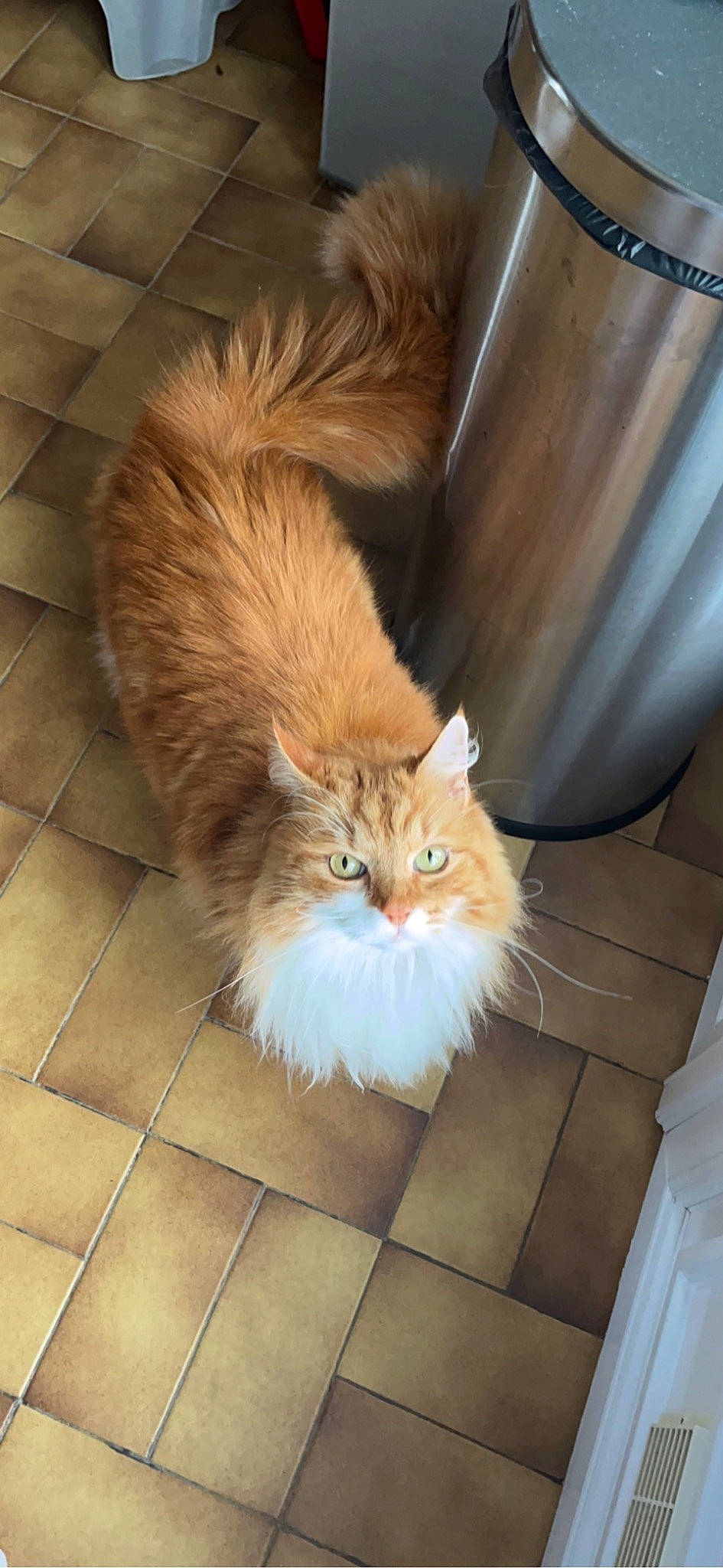 Rocky a rejoint le concours — aidez-le/la à gagner de superbes lots ! brown, carnivore, cat, claw, fawn, felidae, flooring, fur, hardwood, small_to_medium_sized_cats, tail, terrestrial_animal, tile_flooring, whiskers, wood