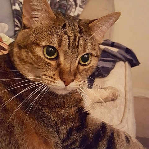 Jamie joined the competition — help win amazing prizes! aegean_cat, american_shorthair, american_wirehair, asian, australian_mist, california_spangled, carnivore, cat, domestic_short_haired_cat, dragon_li, european_shorthair, felidae, kitten, mammal, ocicat, small_to_medium_sized_cats, tabby_cat, toyger, vertebrate, whiskers