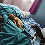 Aiko participe au concours pour gagner de l'argent avec cette photo : cat, dog, bed, blanket, blue_sheets, window, curtains, indoor, pet, sleeping, resting, feline, canine, domestic_animal, cozy, light, pillow, fur, animal, relaxation
