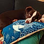 Aiko a rejoint le concours — aidez-le/la à gagner de superbes lots ! dog, brown_dog, blue_eyes, pillow, bird_design, couch, blanket, resting, indoor, pet, animal, cozy, fur, relaxed, decor, fabric, comfort, laying_down, home, cute