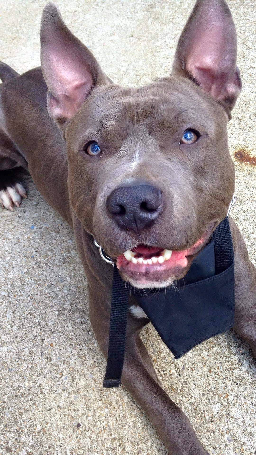 Falcko participe au concours pour gagner de l'argent avec cette photo : ancient_dog_breeds, canidae, carnivore, collar, companion_dog, dog, dog_breed, dog_collar, ear, electric_blue, fawn, liver, mexican_hairless_dog, non_sporting_group, snout, sporting_group, whiskers, working_animal