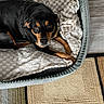 animal, black_dog, blanket, canine, carpet, companion, cozy, dog, domestic, floor, fur, home, indoor, lock_screen, looking_at_camera, pet_bed, relaxed, resting, tan_markings, technology
