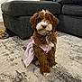 Lulu is registered to the contest to win money with this photo: puppy, dog, brown, white, dress, pink, carpet, living_room, couch, toy, pet, cute, fur, sitting, indoor, floor, collar, attentive, small_dog, cozy