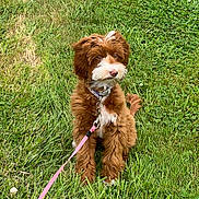 Lulu is registered to the contest to win money with this photo: dog, puppy, grass, leash, collar, outdoor, pet, cute, brown_fur, white_fur, sitting, nature, greenery, animal, young_dog, fluffy, summer, daylight, playful, domestic_animal