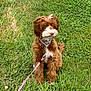 dog, puppy, grass, leash, collar, outdoor, pet, cute, brown_fur, white_fur, sitting, nature, greenery, animal, young_dog, fluffy, summer, daylight, playful, domestic_animal