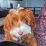 Lulu is registered to the contest to win money with this photo: dog, puppy, brown, white, fur, indoor, chair, computer, monitor, keyboard, door, glass, leather, armrest, curious, pet, cute, workstation, person, patterned_clothing