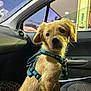April participe au concours pour gagner de l'argent avec cette photo : animal, canine, car_interior, curious, dog, domestic_animal, fluffy, harness, indoor, leash, looking, pet, portrait, puppy, seat, seat_cover, side_window, vehicle, window, young_dog