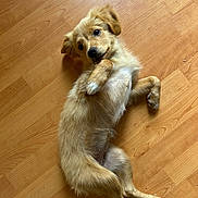 April participe au concours pour gagner de l'argent avec cette photo : adorable, animal, canine, cute, dog, domestic_animal, floor, fur, indoor, light_brown, looking_up, lying_down, mammal, pet, playful, puppy, relaxed, small_dog, wooden_floor, young_animal