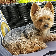 Donuts participe au concours pour gagner de l'argent avec cette photo : animal, closeup, companion, cozy, cushion, dog, domestic_animal, ears, fur, furniture, outdoor, patterned_pillow, pet, portrait, relaxed, resting, small_dog, sunlight, wicker_chair, yorkshire_terrier