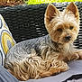 animal, closeup, companion, cozy, cushion, dog, domestic_animal, ears, fur, furniture, outdoor, patterned_pillow, pet, portrait, relaxed, resting, small_dog, sunlight, wicker_chair, yorkshire_terrier