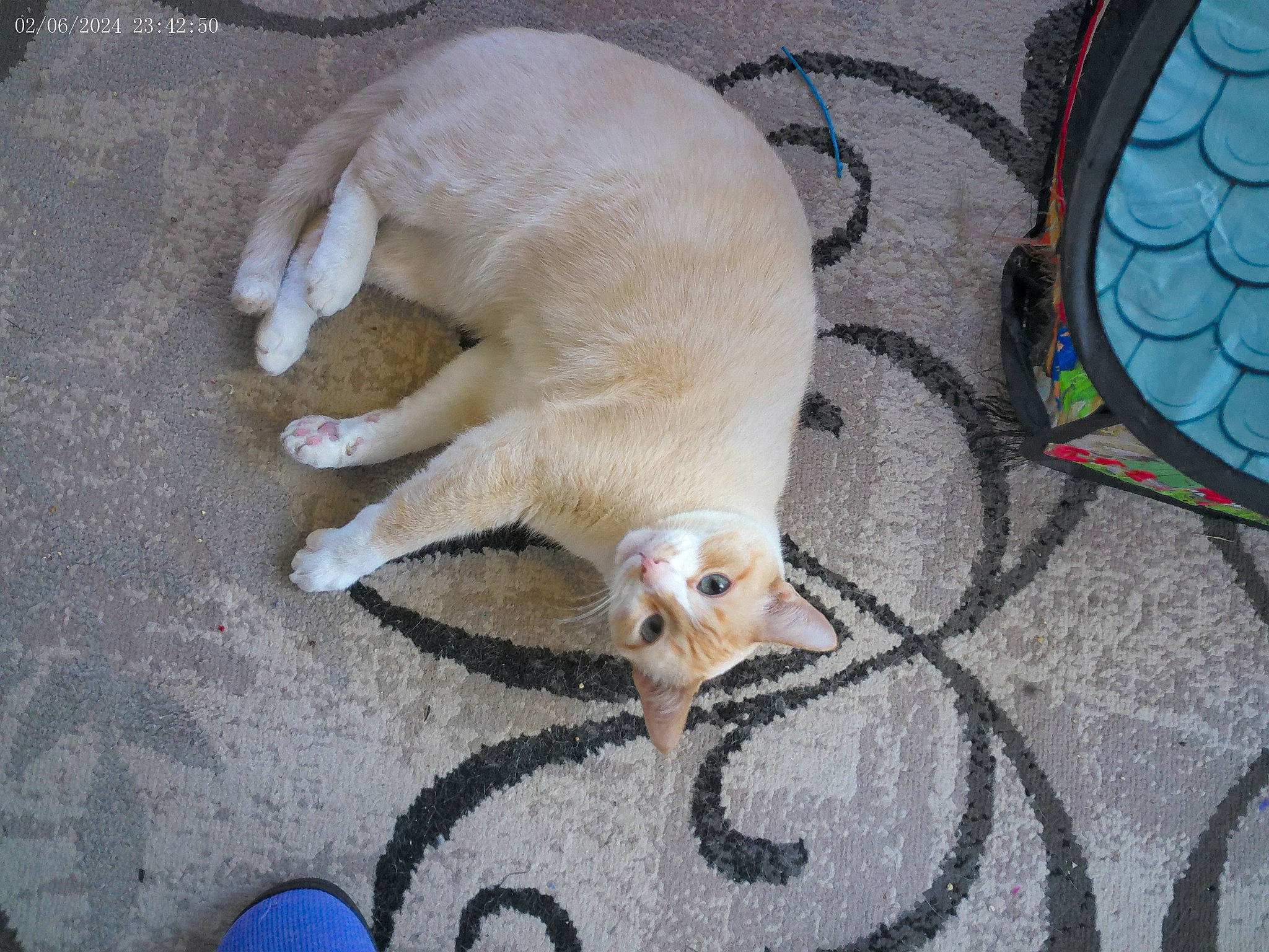 Buddy is registered to the contest to win money with this photo: blue, carnivore, cat, comfort, companion_dog, dog_breed, domestic_short_haired_cat, fawn, felidae, flooring, fur, linens, paw, pet_supply, small_to_medium_sized_cats, snout, tail, terrestrial_animal, toy_dog, whiskers