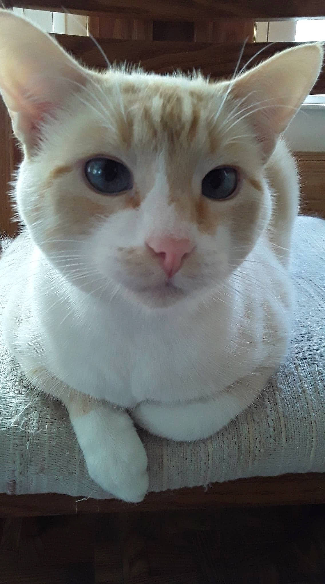 Buddy joined the competition — help win amazing prizes! carnivore, cat, domestic_short_haired_cat, ear, fawn, felidae, fur, iris, paw, pet_supply, small_to_medium_sized_cats, snout, tail, whiskers