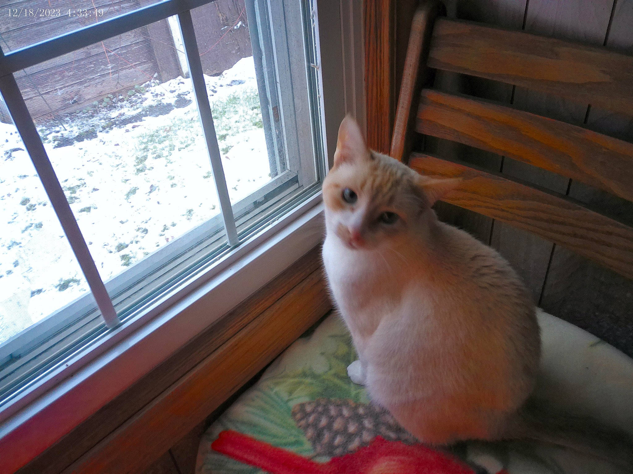 Buddy is registered to the contest to win money with this photo: carnivore, cat, comfort, domestic_short_haired_cat, fawn, felidae, floor, flooring, fur, glass, hardwood, paw, room, sitting, small_to_medium_sized_cats, snout, tail, whiskers, window, wood