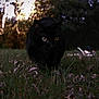 black_cat, cat, grass, night, outdoor, animal, stealth, eyes, nature, wildlife, feline, mammal, dark, predator, close_up, walking, forest, leaves, camouflage, alert