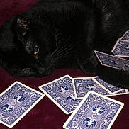 Star joined the competition — help win amazing prizes! black_cat, playing_cards, maroon_surface, cat_paw, cards_scattered, indoor, pet, animal, relaxed, feline, close_up, dark_fur, table_surface, game, leisure, domestic_animal, cute, whiskers, lying_down, still_life