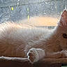 Finn is registered to the contest to win money with this photo: cat, white_cat, fluffy, window, indoor, pet, relaxed, feline, cozy, resting, animal, sunlight, perch, curious, ears, paw, fur, domestic_animal, closeup, face